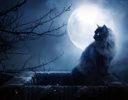 Halloween full moon hd wallpapers images pics for PC mobile